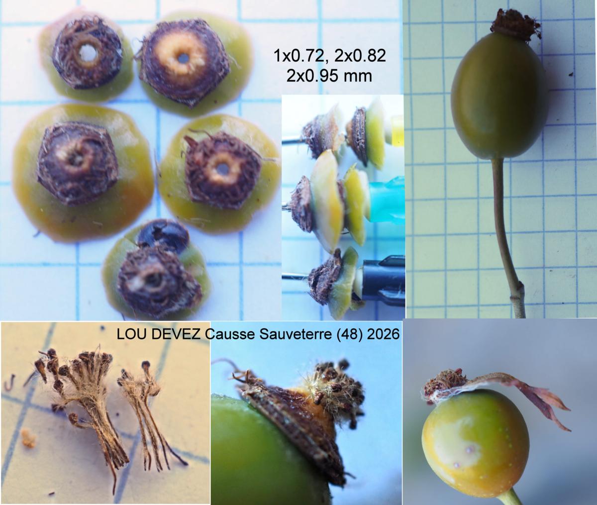 Rose, Dog fruit